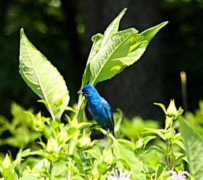 [All blue bird with some black on its wings and a grey beak sitting on the bent branch of a large field plant.]